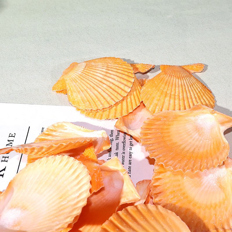 Marine Fish Tank - Best Yellow scallop shell fish tank
