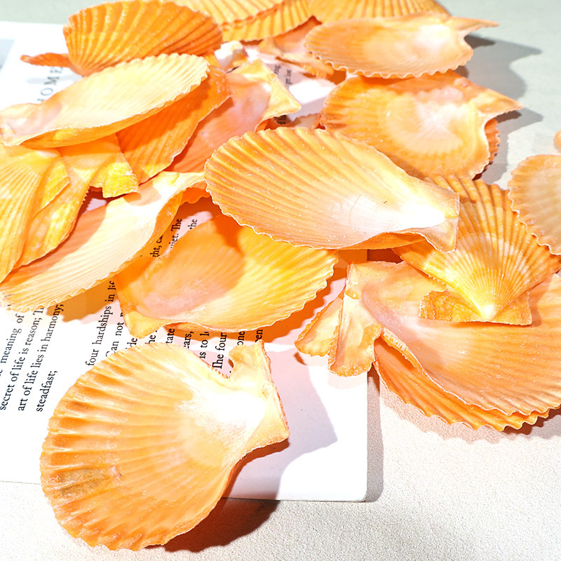 Best Yellow scallop shell fish - Marine Fish Tank ulasan dan harga