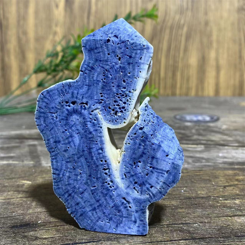 Natural Blue Ocean Coral Speci - Marine Coral ulasan dan harga