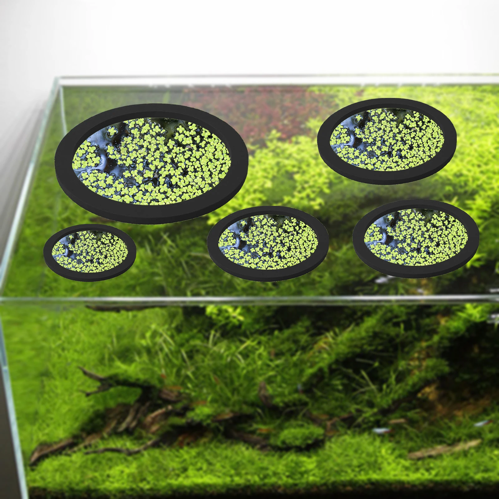 5Pcs EVA Fish Feeding Ring Aqu - Ocean Aquarium ulasan dan harga